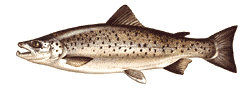 salmon.gif (6026 bytes)